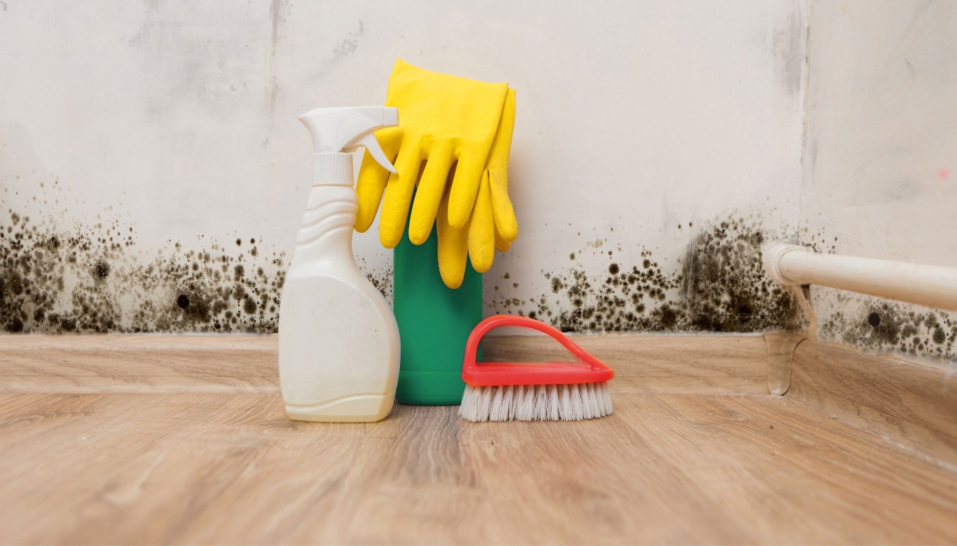 Know About Mold Removal In Littleton