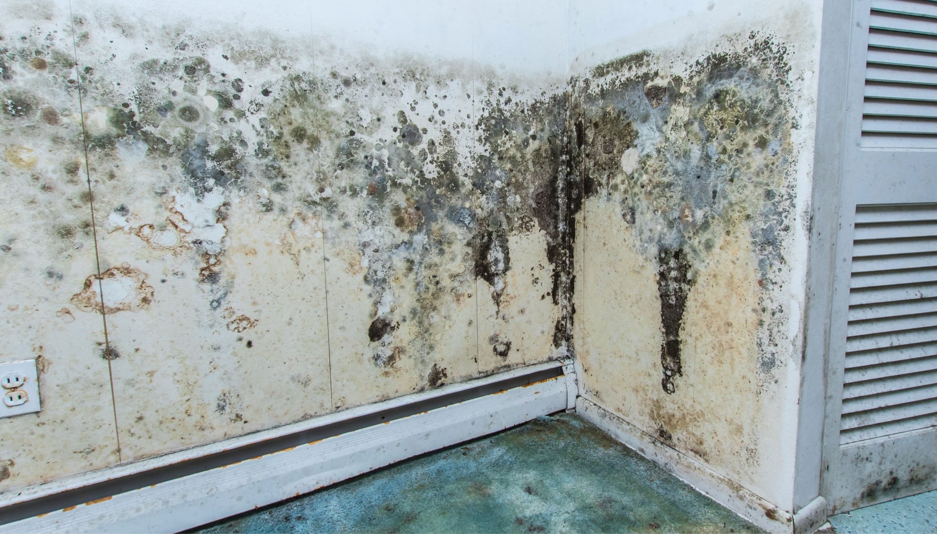 Mold Damage Odor Control Services in Littleton